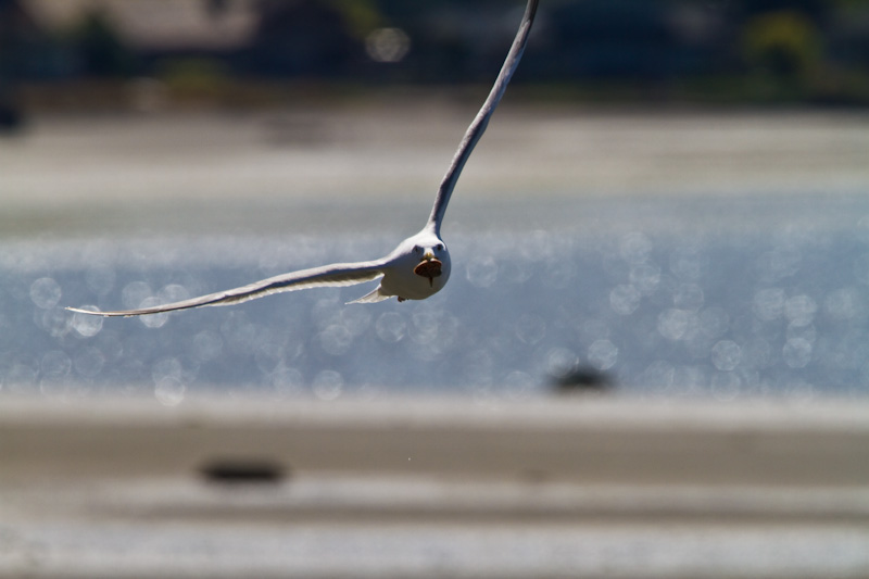 Gull With Clam